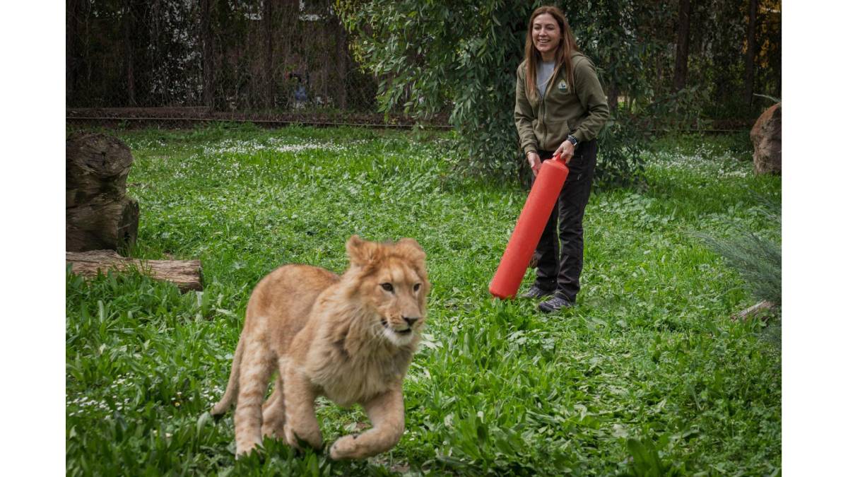 Günlerce kedi maması ile beslenmiş! Bir çiftlikten kurtarılan yavru aslan koruma altına alındı