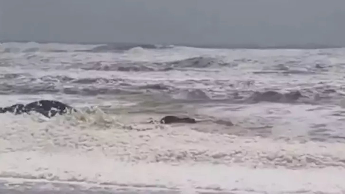 O denizde kirli köpük alarmı! Balıklar öldü, giren hastalanıyor: 2 plaj kapatıldı