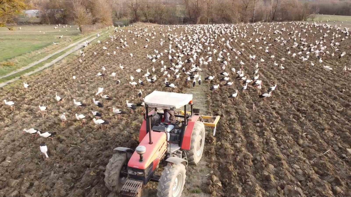 Yüzlercesi birden akın etti! 5 dönümlük arsada adım atacak yer kalmadı: Çiftçi tarlasını süremedi