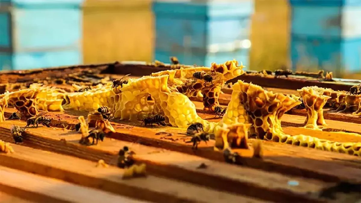 O ilimize büyük müjde! Hem ülke hem bölge ekonomisine katkı sağlayacak: Yıl boyunca 2 milyon üretim olacak