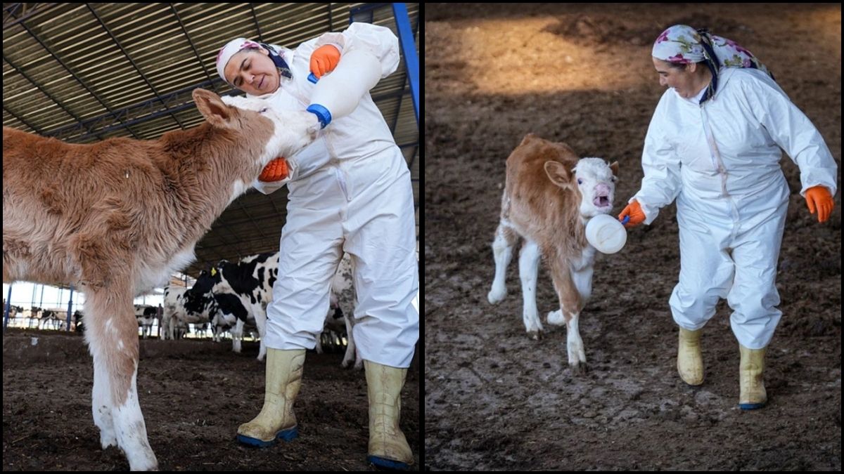 Eşi 3 kez iflas etse de onun hayalleri iflas etmedi! Zorlukları aştı, başarıyı yakaladı: El arabasından bakın nerelere geldi?