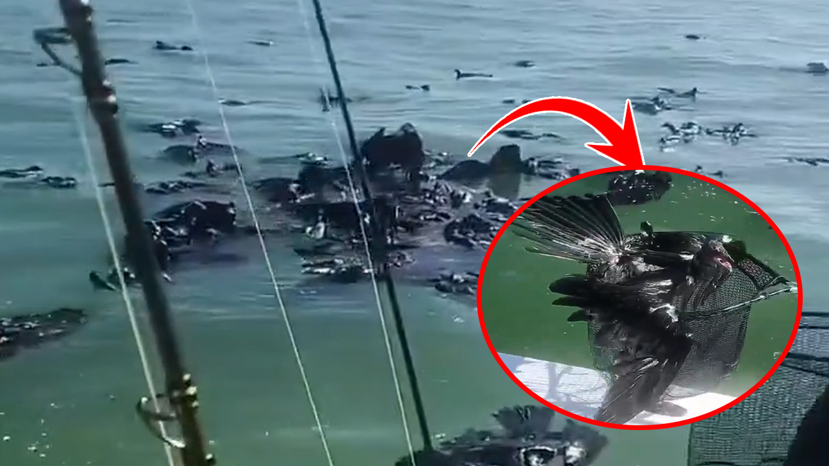 Kıyamet filmi değil gerçek: Yüzlerce karabatak gökyüzünden patır patır denize düştü!