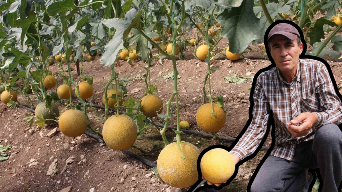 Herkes “yapamazsın” dedi o tonlarca hasat elde etti! Bu mevsimde görenler şok oldu: Kilosunu 200 liradan satıyor