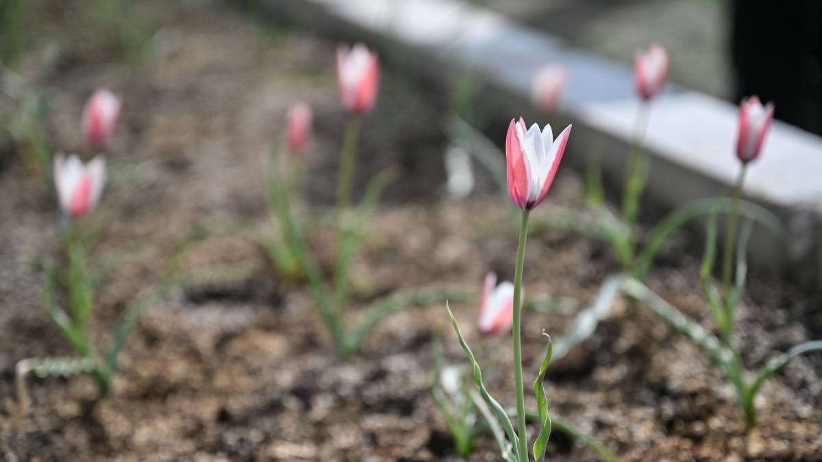 Kaybolduğu sanılıyordu, yeniden hayat buldu! Renkleriyle Türk bayrağını temsil eden Bornova Lalesi 30 yıl sonra çiçek açtı