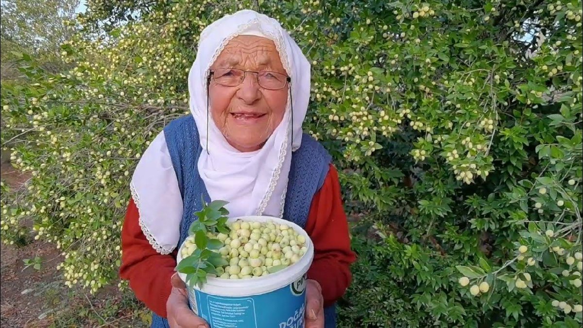 Hem adı hem tadı farklı! ‘Hambeles’ olarak biliniyor, doğada kendi kendine yetişiyor! Meyvesinden yaprağına kadar şifa…