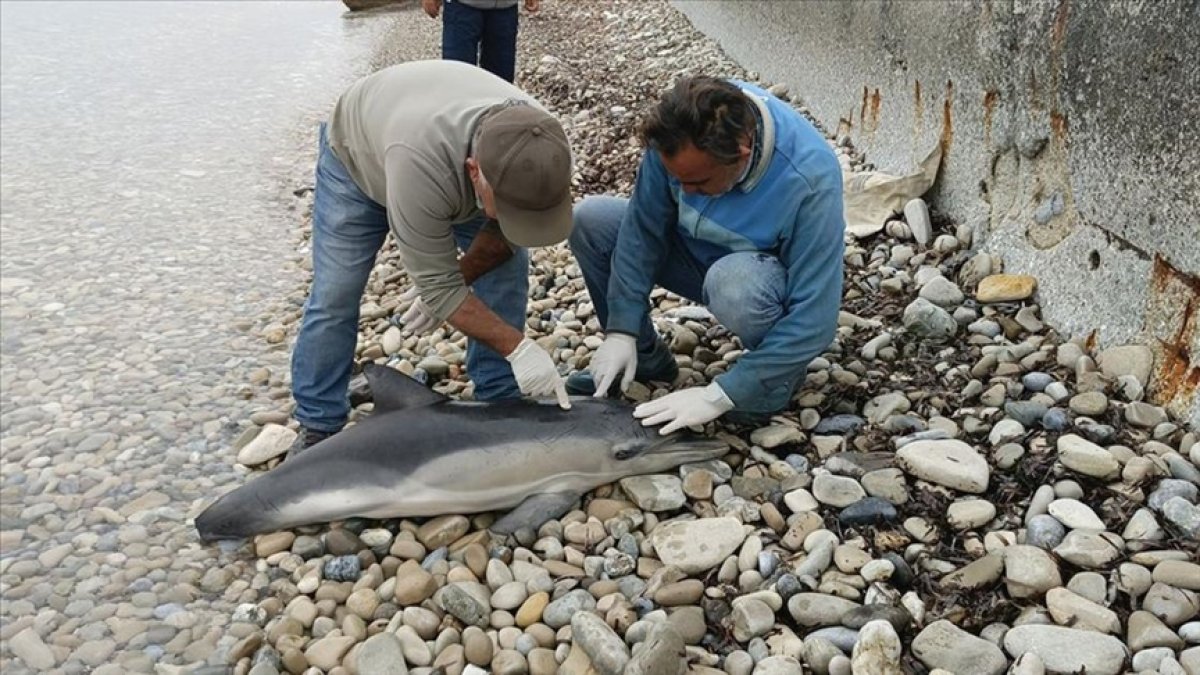 Kuşadası sahiline vurdular! Ölü yunus balığı ve yeşil deniz kaplumbağası endişelendirdi: Sebebi belli oldu