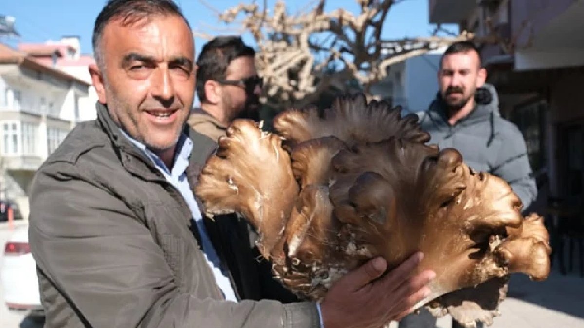 Ceviz bahçesinde gezerken buldu! Tam 5 kilogram ağırlığında… Büyüklüğünü gören gözlerine inanamadı