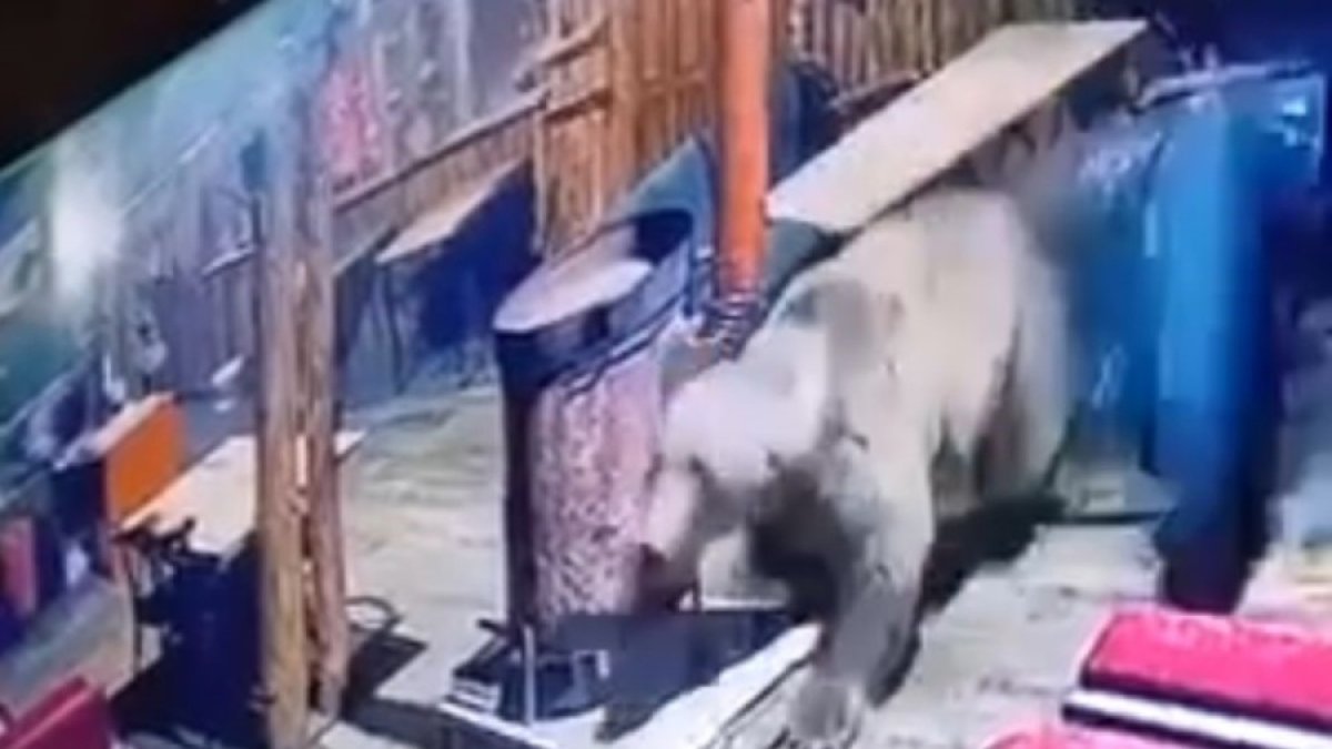 Bursa Uludağ’da ayı paniği! Camdan atlayıp bir anda içeri daldı: Masaları devirdi