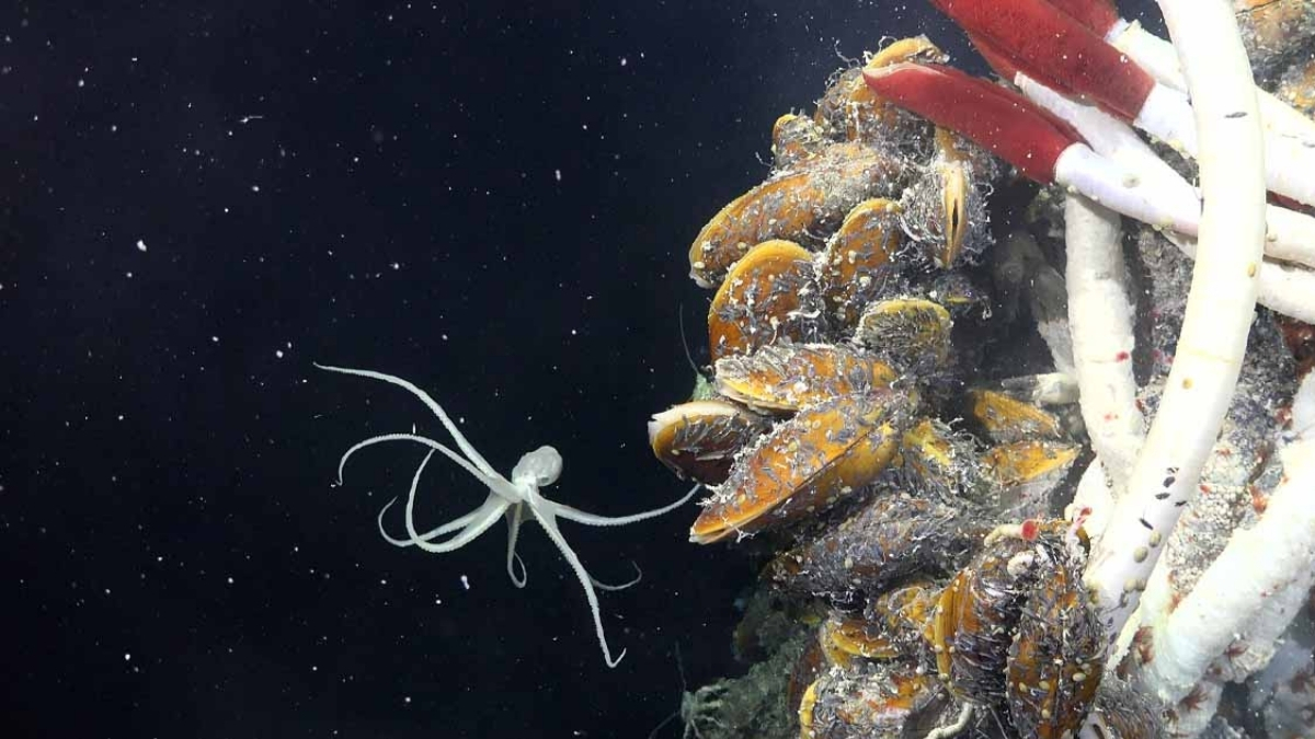 Daha önce görülmemiş türler keşfedildi! Denizin derinliklerinde bilinmeyen bir hayat varmış: Bilim dünyası bunu konuşuyor