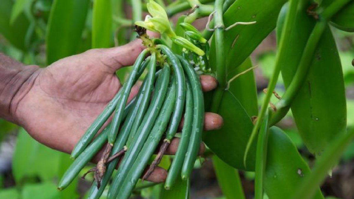 Ne tarlam ne de bahçem yok diye üzülmesin! Saksıda bile yetişiyor, tek şartı sağlayan verimine şaşıyor