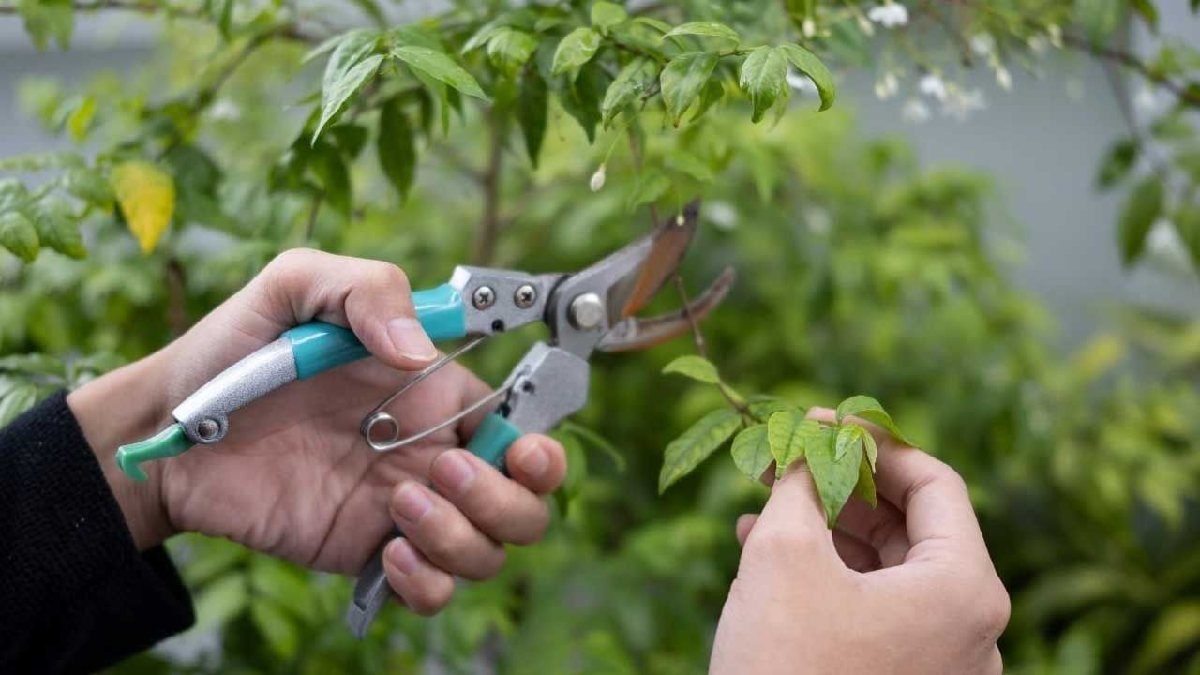 Çiçekleriniz için en iyi zaman! Bu budama yöntemleriyle kışa kadar canlı  ve sağlıklı kalacaklar