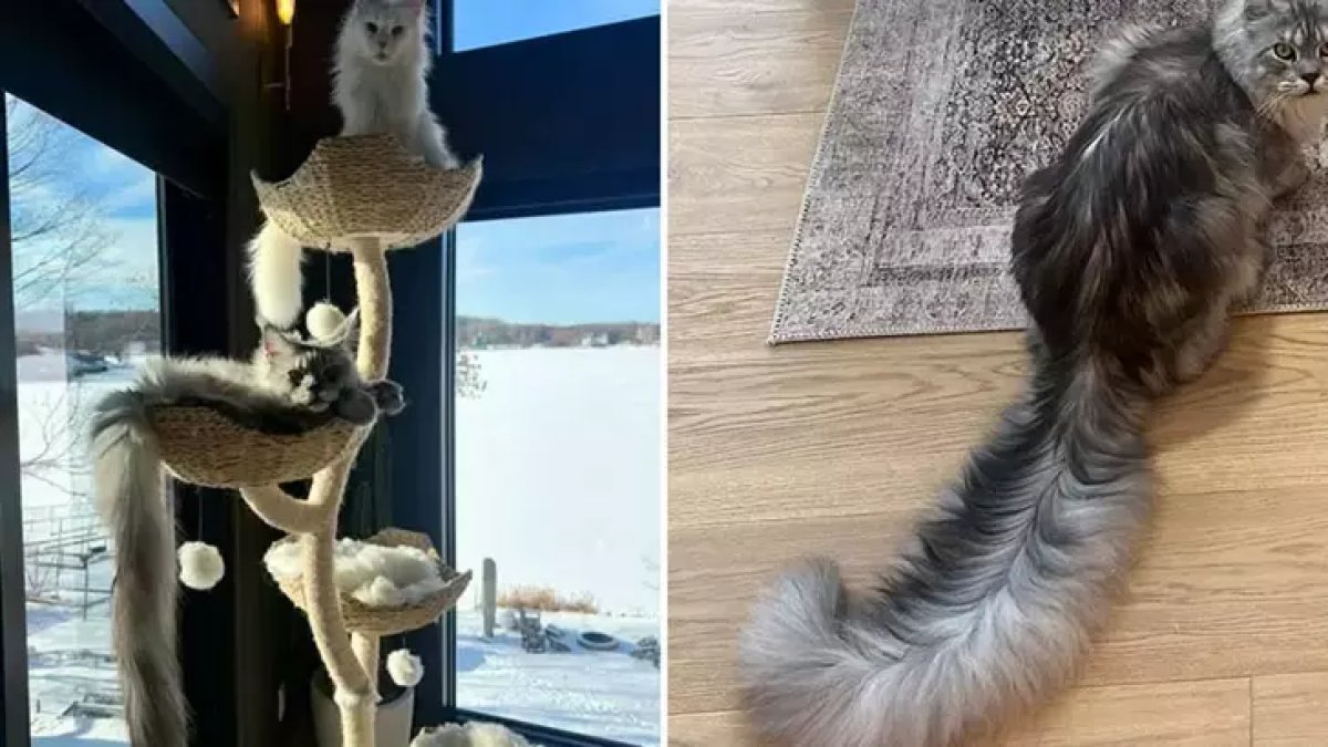 Guinness rekortmeni kedi: Dünyanın en uzun kuyruğu ona ait