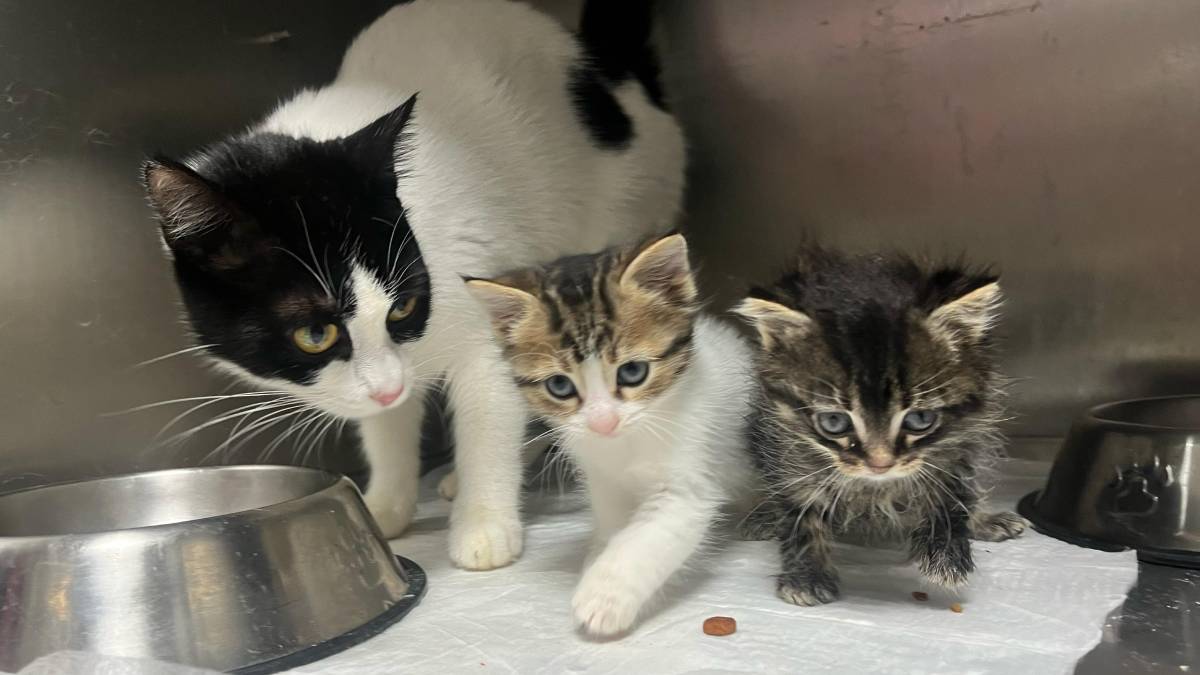 Büyükşehir, bayramda da can dostların yanında