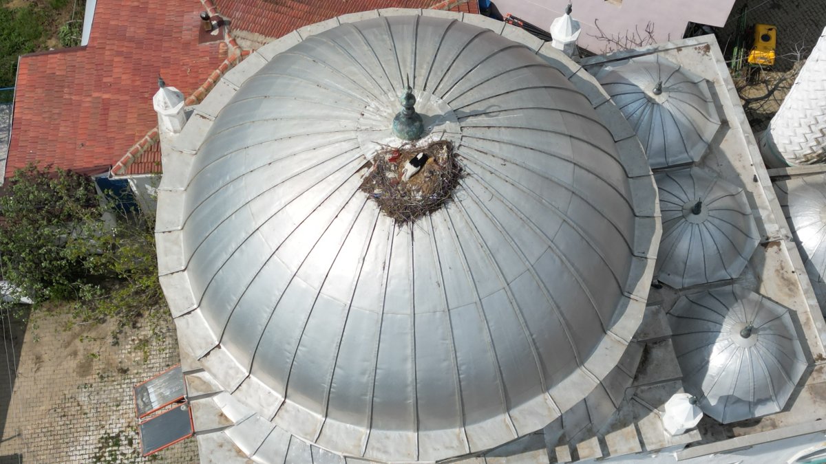 Leylekler 10 yıldır aynı caminin kubbesine misafir olmaya devam ediyor!