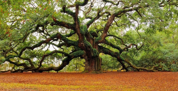 Ağaçlar için dönüşüm önerisi