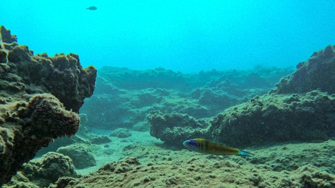 Okyanus tabanında 100 bin gizli dağ keşfi