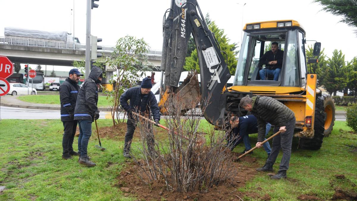Bölgeye özgü bitkilerin kullanımı artıyor