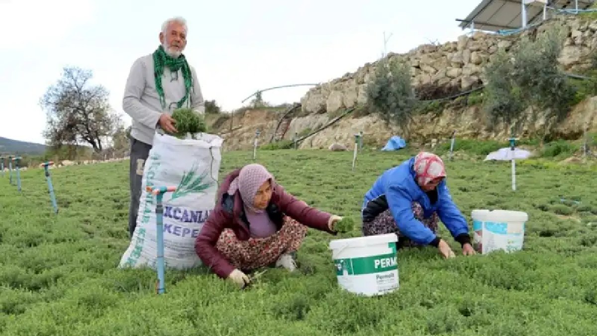 Doğada kendi kendine yetişiyor, ilçe halkı hemen ticarete döküyor! Toplayan kilosunu 270 TL’den satıyor