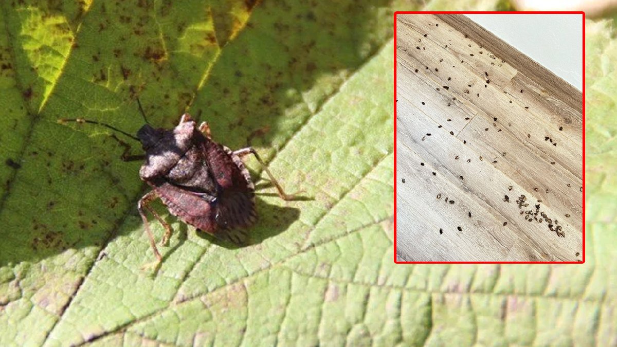 Karadeniz'de böcek savaşı başladı! En çok avlayan ödülün sahibi olacak: Tarım ve Orman Müdürlüğü duyurdu!