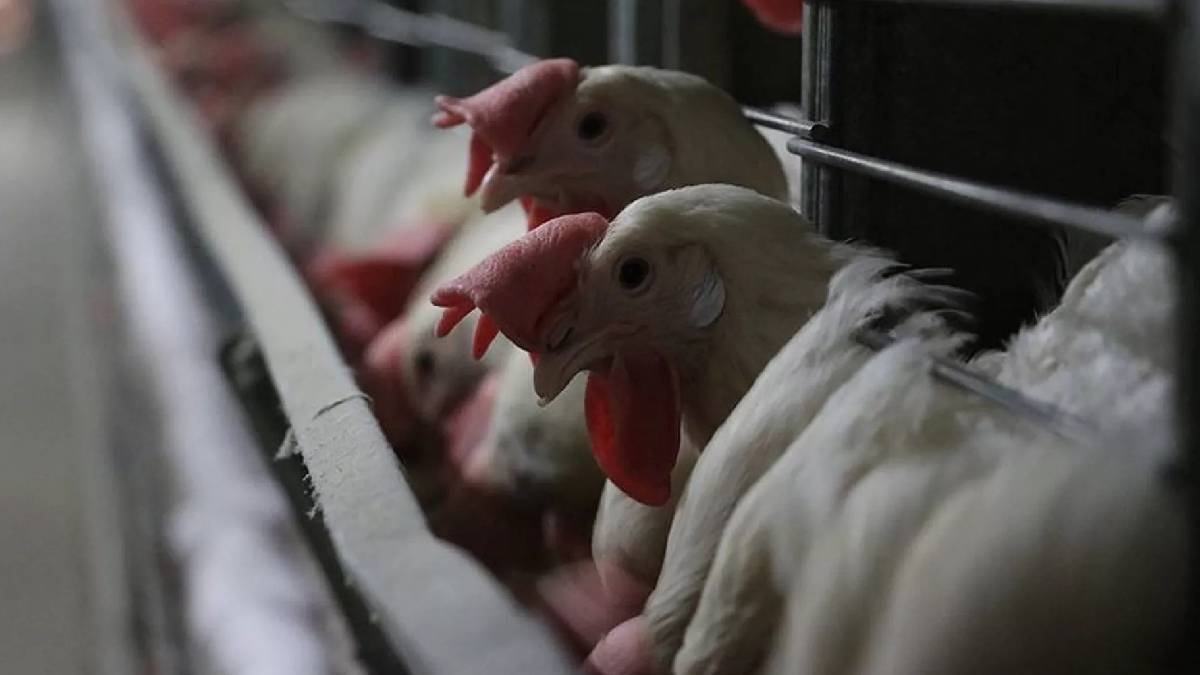 Tavuk firmasına cezai işlem: Ürünün içeriğinde ölümcül bakteriye rastlandı