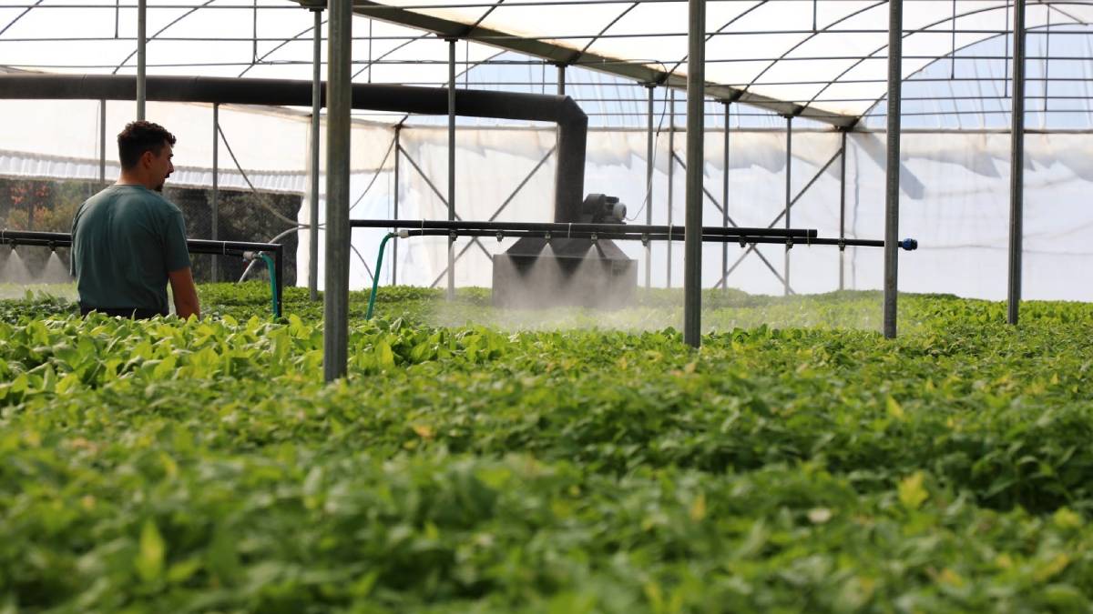 Belediye tarımsal üretimi desteklemeye devam ediyor... 250 bin adet fide, Bodrumlu çiftçilerle buluşacak