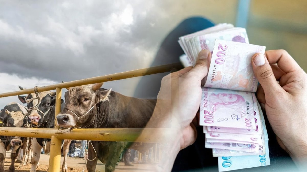 Kurban Bayramı için geri sayım başladı! Kurbanlıklarda fiyat aralıkları açıklandı: Büyükbaş 90 bin TL'den başlıyor...