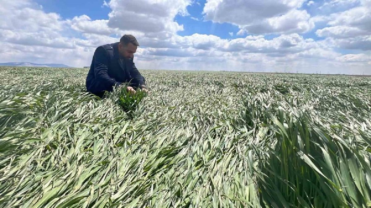 Vakti gelmeden rekolte düştü! Çiftçi kara kara düşünüyor: Erken ekim mahsullerin başını yaktı