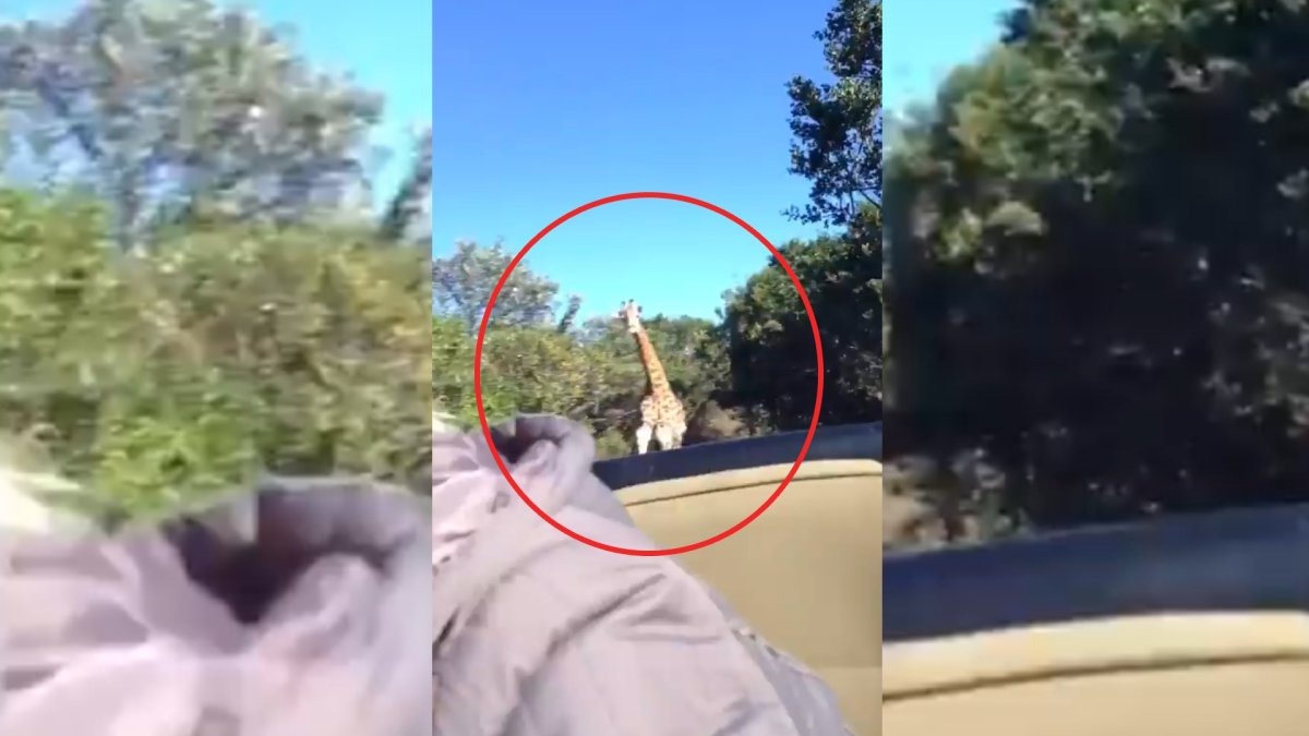 Safariye çıkan ekibin panik dolu anları! Zürafa bir anda peşlerine takıldı: Dev cüssesiyle böyle kovaladı