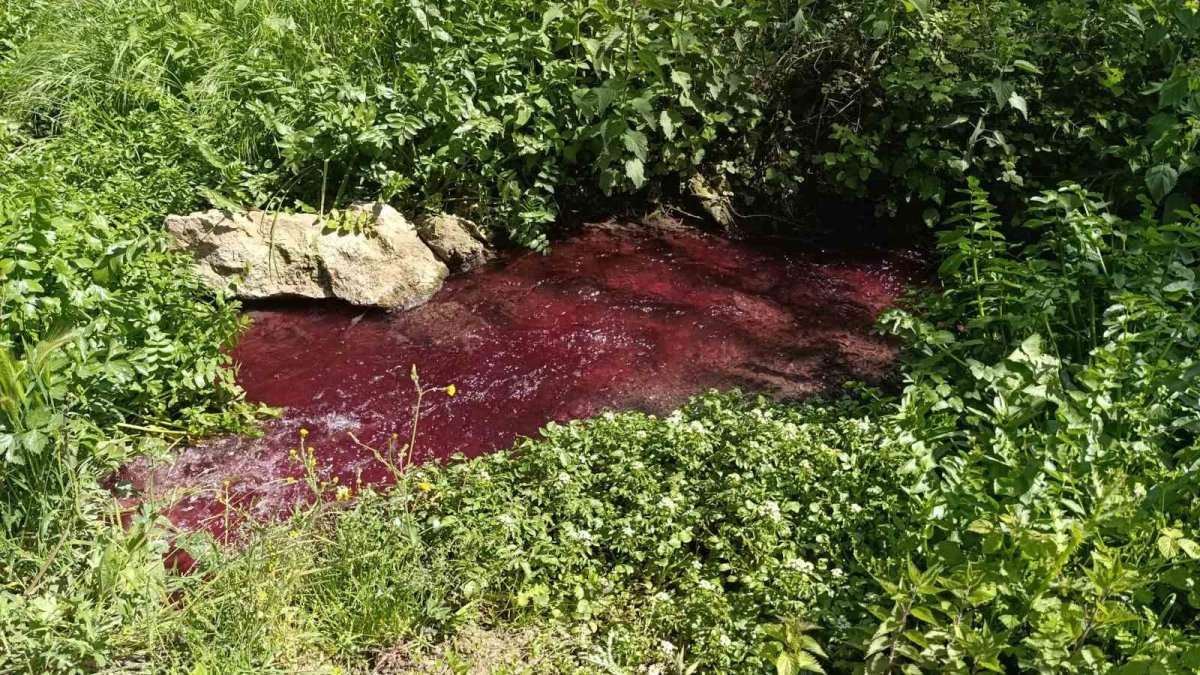 Bursa'nın ünlü deresi kızıla boyandı! Kırmızı alarm: Ağaçlar kurumaya başladı