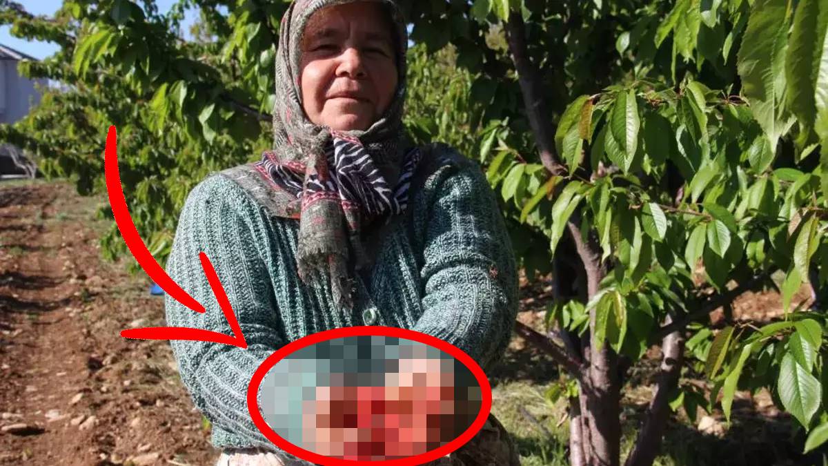 Yazın müjdecisi geldi, hasadı yapıldı! Zirai dona rağmen hasat gurur verdi: Sezonun ilk ürünleri 3.500 TL’den satıldı