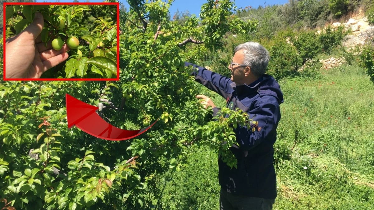 Hasadı geç başladı ama kapış kapış satıldı! Kilosu 100 liraya kadar düştü: Türkiye’nin en önemli üretimlerinden biri