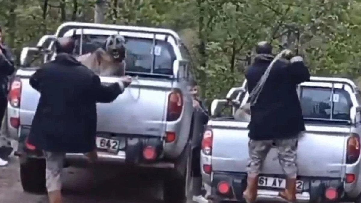 Vahşetin adresi bu kez Trabzon: Köpeği dakikalarca acımasızca darbetti