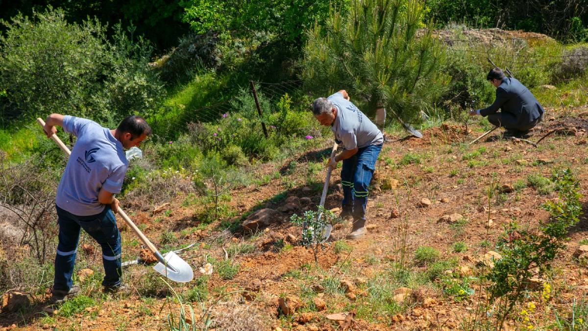 Güzelbahçe’de sakız ağaçları büyüyecek