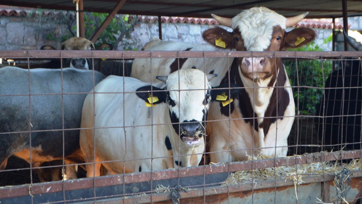 Kurban bayramı öncesi düzenleme: Canlı hayvan taşımalarına sıkı takip