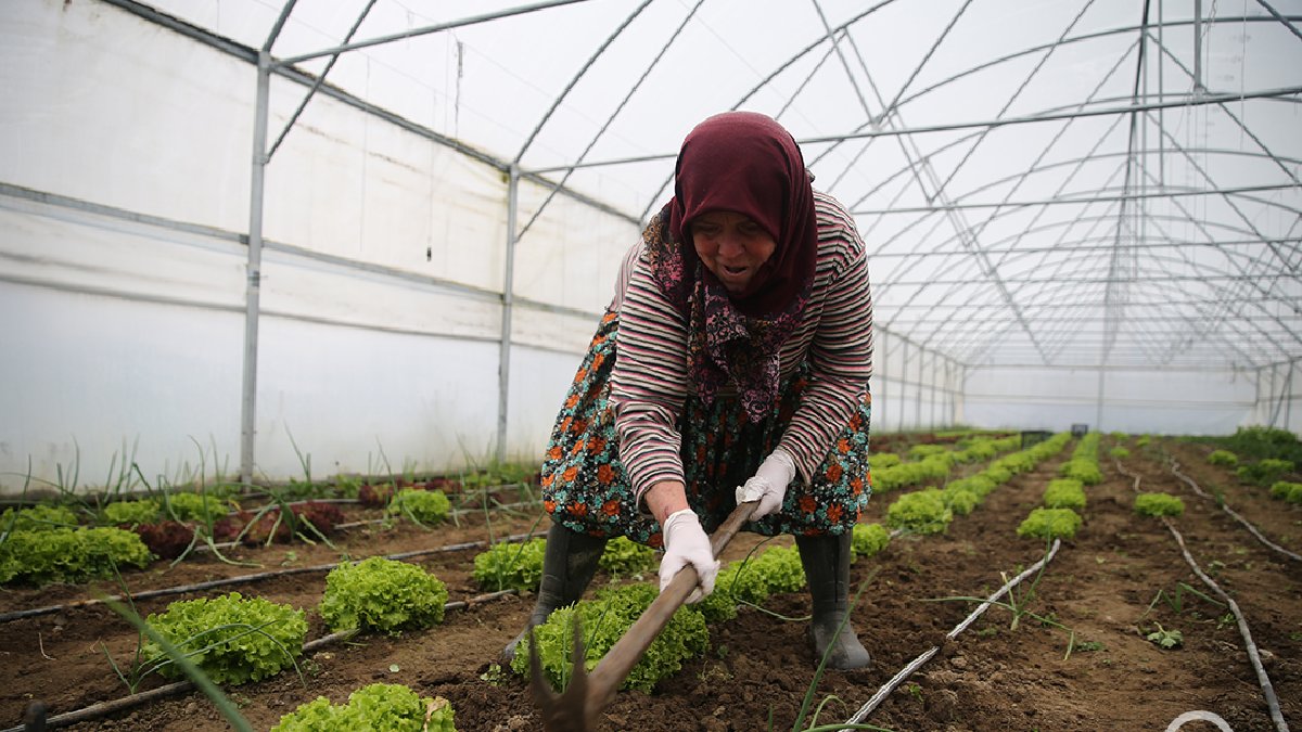 240 metrekarede devlet desteğiyle başladı, üretmeye doyamadı! Yaz kış üretiyor, eşi pazarda satıyor