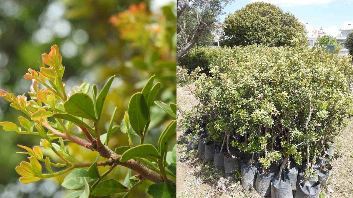 Kilosu 15 bin TL olan ürüne arazi bulamıyorlar! Yunanlılar paniğe kapıldı, Türk üreticiler dünya pazarına açılıyor