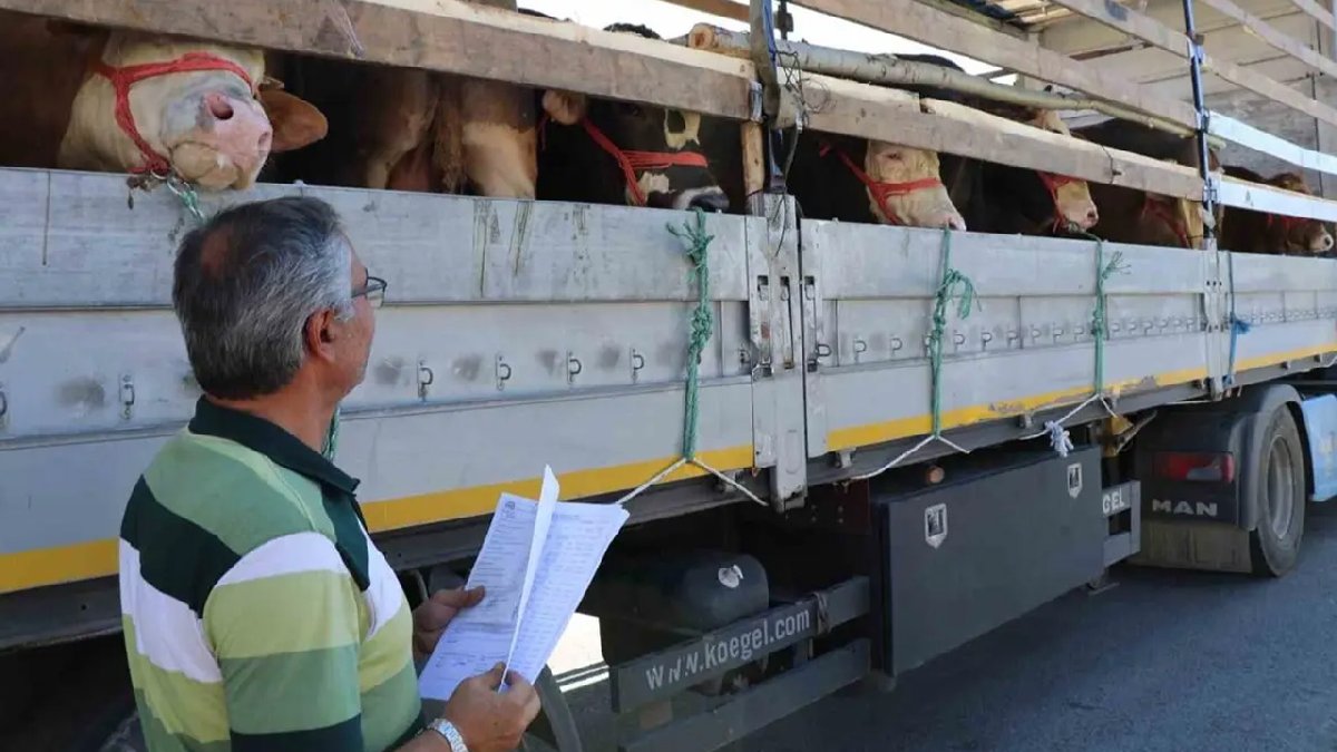 Hayvan naklinde yeni dönem! Kontrol noktalarına uğramayanlara ceza: Kurban Bayramı öncesi Resmi Gazete'de yayımlandı!