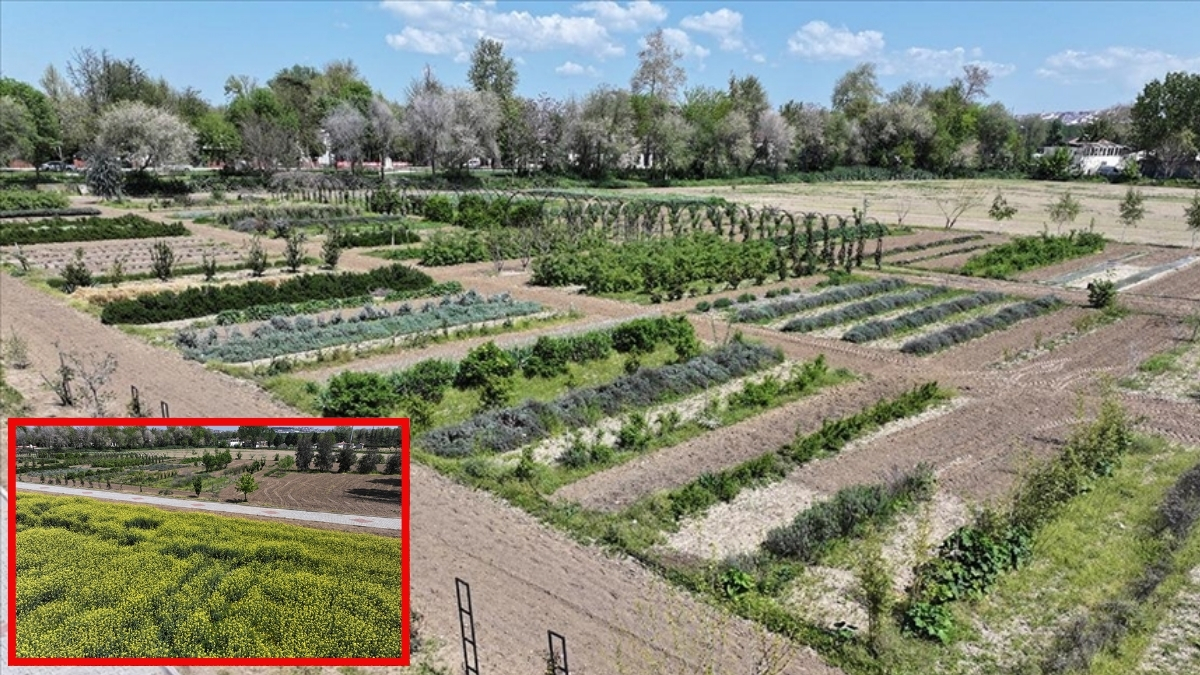 Daha yüksek gelir elde etmek için kuruldu, çiftçilerin yeni alternatifi oldu! 60 farklı tür yetiştirildi: Çiftçilikte yeni dönem