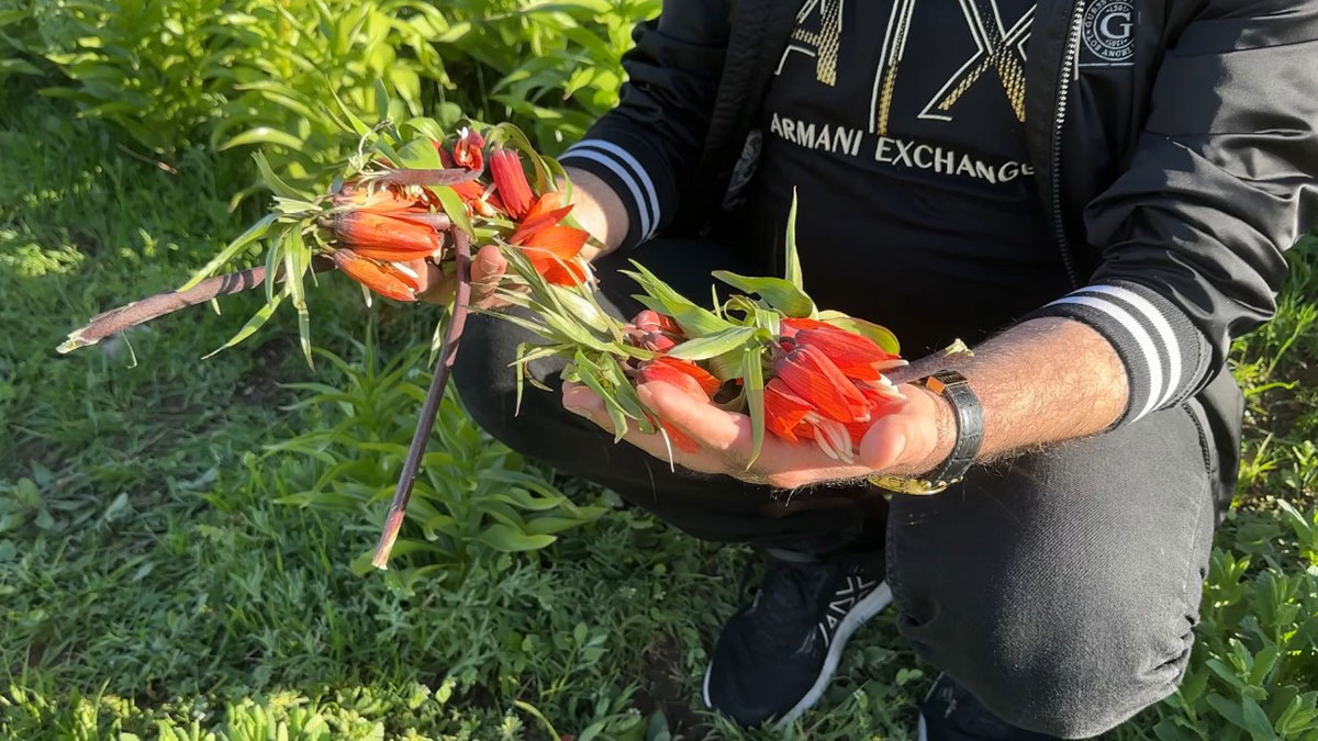 Çiçek düşmanı magandalar, nadir yetişen ters laleleri tahrip etti! Cezası 557 bin TL, her yerde aranıyorlar