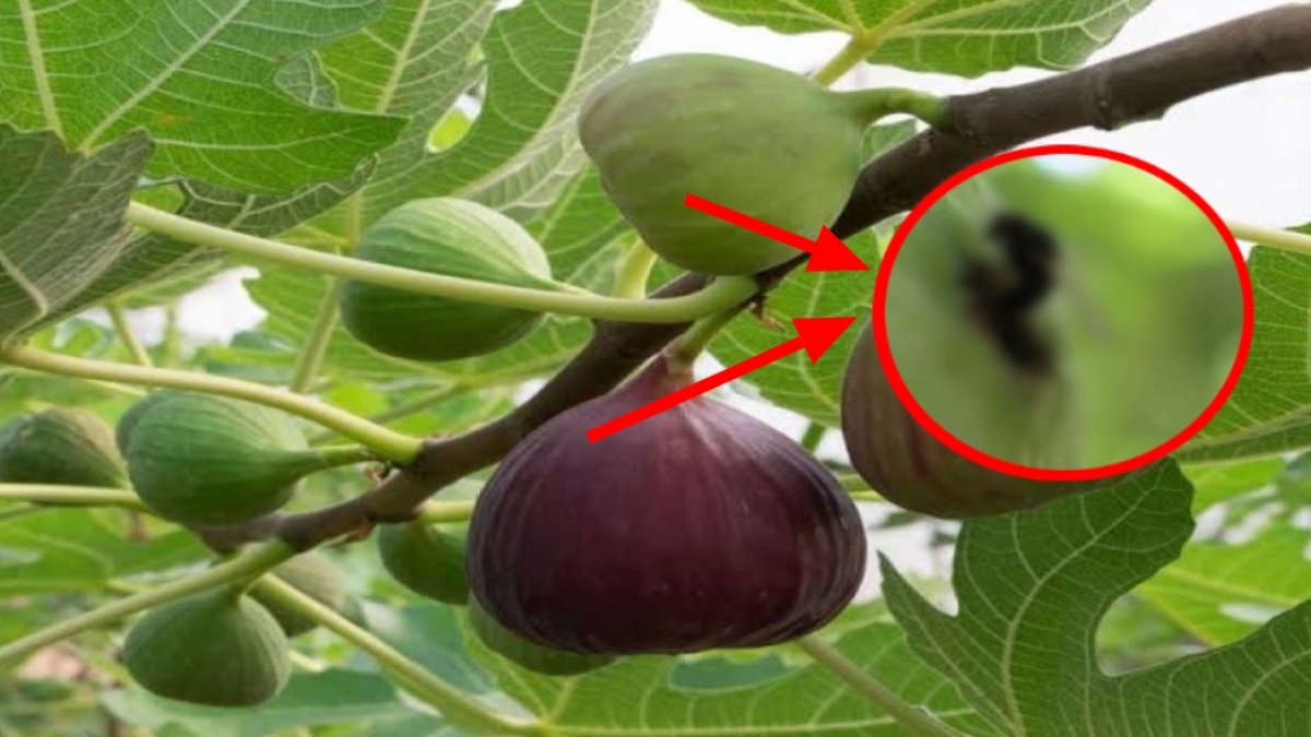 Şimdi de incir bahçelerinin kabusu ortaya çıktı! Üreticiler dikkat: En çok o bahçeleri tercih ediyor