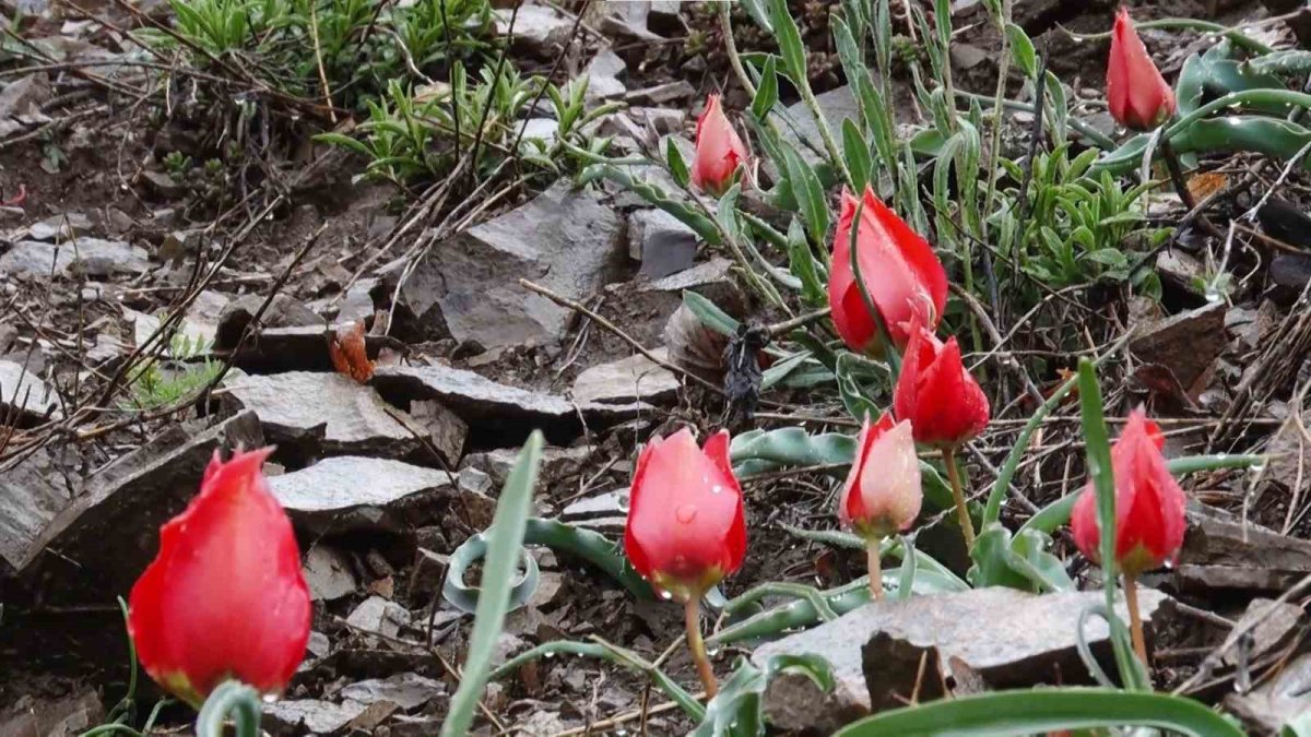 Yılda sadece 15 gün görülüyor! Görenler hayran kalıyor
