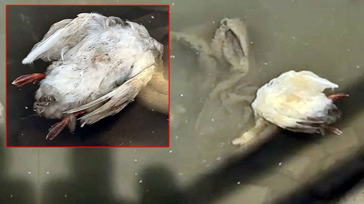 O kentte korkutan manzara: Balıkların ardından kazlar da ölmeye başladı! Yeşilırmak'tan zehir akıyor