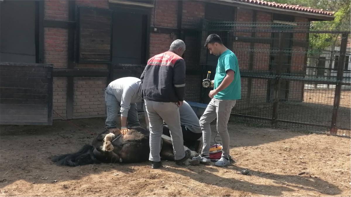 Güzler Evcil Hayvanlar Parkı’ndaki bakım ve temizlik işleri aksatılmadan devam ediyor