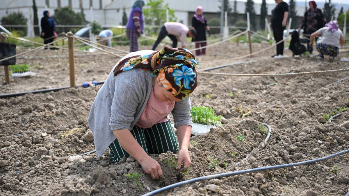 Belediyeden talep gören proje! Ev kadınları Kent Bostan'ında yazlık sebzeleri toprakla buluşturuyor ve kendi elleriyle üretiyor