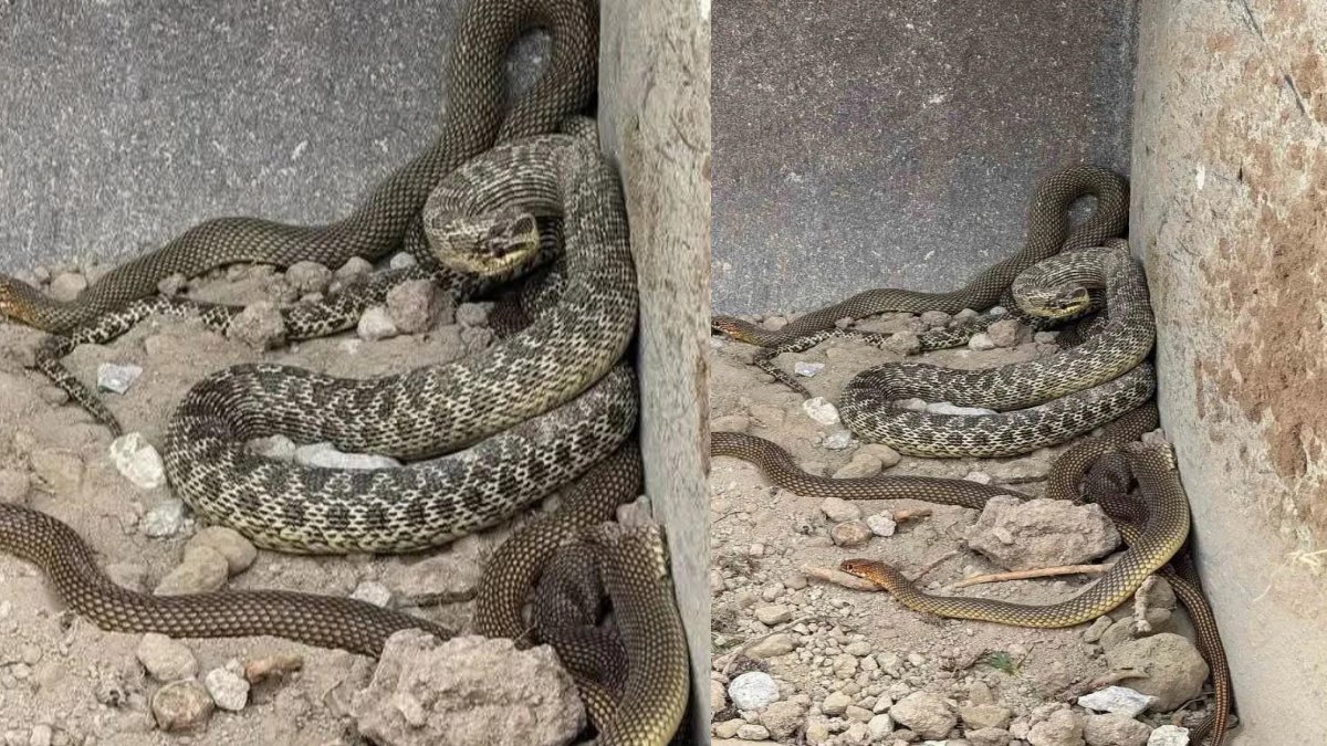 Kazı sırasında ortaya çıktı! Her biri 2 buçuk metre