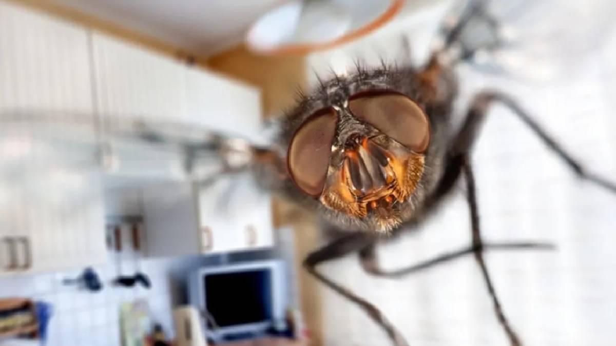 Pencereler açıldı, sinekler ev akınına başladı! Sizin için basit sinekler için ölümcül yöntem: 1 kaşık yetiyor…