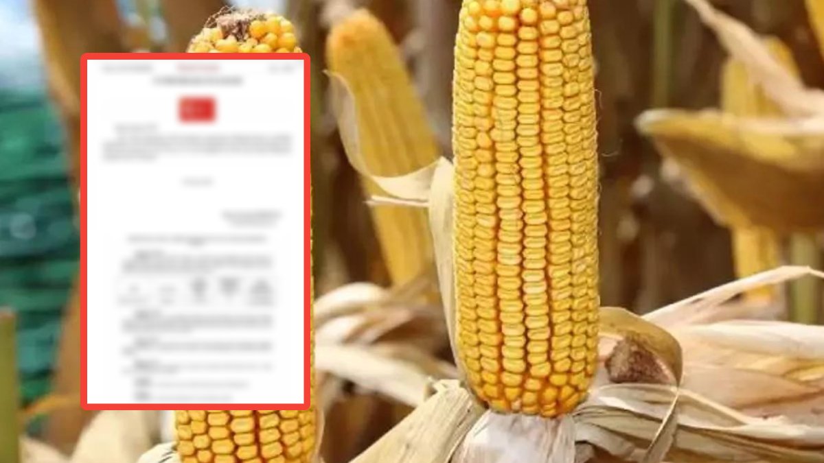 Resmi Gazete'de yayınlandı: Kapılar sonuna kadar açıldı! Mısır üreticisine kötü haber