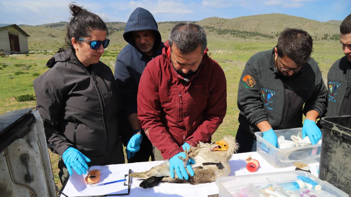 Eskişehir’de başladı, Afrika’ya uçtu: Midas üçüncü kez döndü