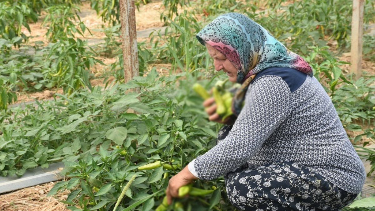 Bir avuç tohumla başladı, ünlü isimlere bile ulaştı! 50 dekarda üretiyor, ‘Başaramazsın’ diyenleri çatlatıyor