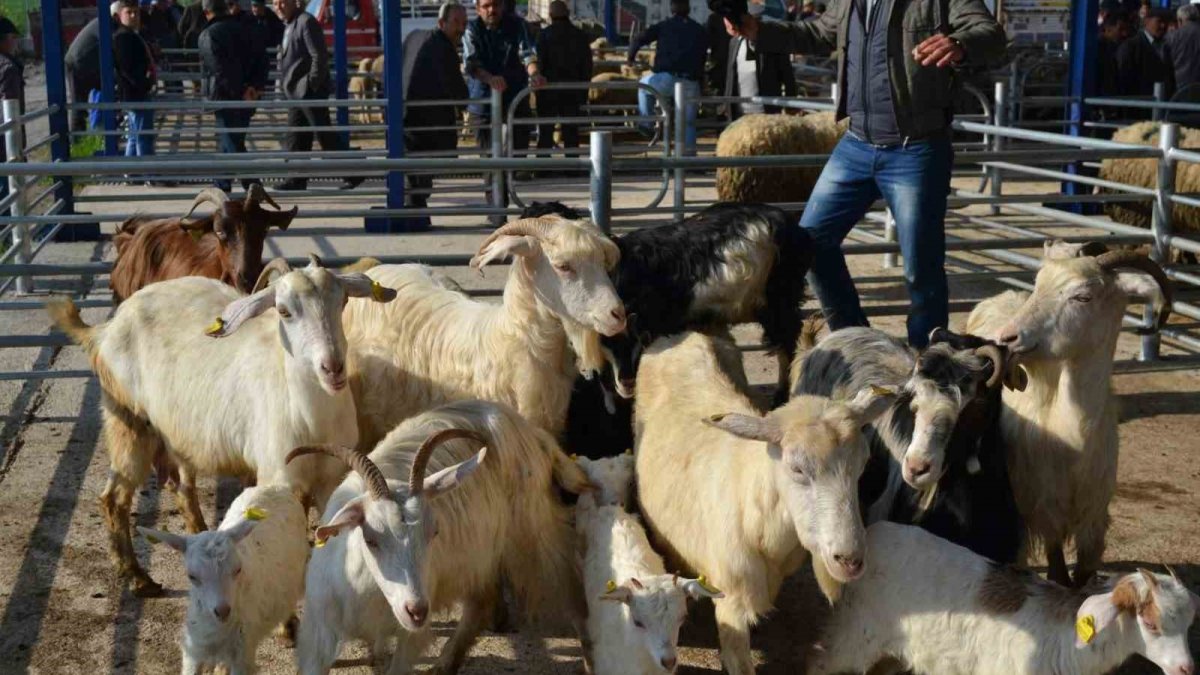 Kurban Bayramı öncesi Balıkesir’e hayvan giriş-çıkışı durduruldu! 15 mahalle karantinaya alındı